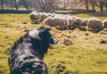 CÃES INVADEM FAZENDA EM XANXERÊ, MATAM 8 OVELHAS E FEREM OUTRAS 10. JUSTIÇA DETERMINA PAGAMENTO DE INDENIZAÇÃO