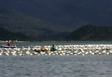 GOVERNO INTERDITA CULTIVO DE OSTRAS E MARISCOS NO LITORAL DE SANTA CATARINA