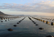 OSTRAS E MEXILHÕES DE SANTA CATARINA ESTÃO LIVRES DA TOXINA PARALISANTE