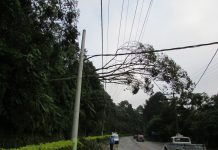 QUEDA DE VEGETAÇÃO É O PRINCIPAL MOTIVO PELO DESLIGAMENTO DE ENERGIA ELÉTRICA EM SC