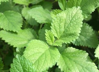 PREFEITURA DE SÃO JOSÉ/SC PROMOVE CURSO GRATUITO DE PLANTAS MEDICINAIS