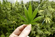 SENADO FEDERAL VOLTA A DEBATER USO DA MACONHA PARA FINS MEDICINAIS