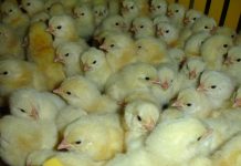 CONGRESSO REÚNE EMPRESAS E PROFISSIONAIS DO MERCADO DA AVICULTURA