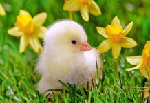 PRIMAVERA CATARINENSE TERÁ TEMPERATURA ACIMA DO ESPERADO