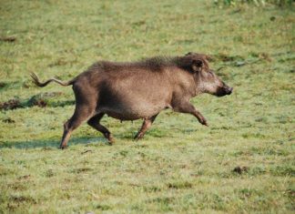 SC, ARGENTINA E URUGUAI SE UNEM NO CONTROLE POPULACIONAL DE JAVALIS
