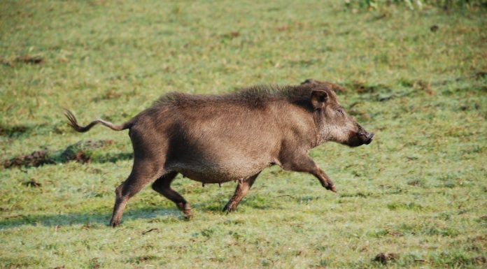 SC, ARGENTINA E URUGUAI SE UNEM NO CONTROLE POPULACIONAL DE JAVALIS