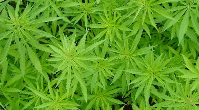 LIBERAÇÃO DA MACONHA PARA FINS MEDICINAIS VOLTA A TRAMITAR NO CONGRESSO