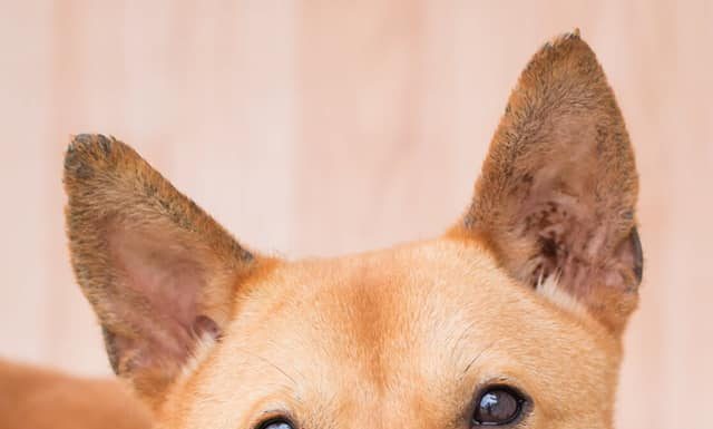 AUMENTA PENA PARA QUEM MALTRATAR ANIMAIS DOMÉSTICOS E SILVESTRES