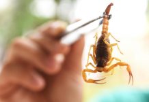 VERÃO REGISTRA MAIS ACIDENTES COM ANIMAIS PEÇONHENTOS