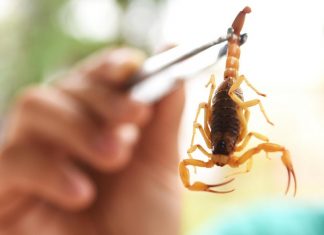 VERÃO REGISTRA MAIS ACIDENTES COM ANIMAIS PEÇONHENTOS