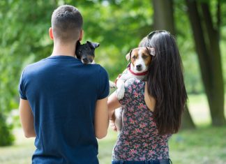 GUARDA COMPARTILHADA DE ANIMAIS APÓS SEPARAÇÃO JÁ É ANALISADA NO SENADO