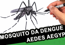 PREFEITURA IDENTIFICA O PRIMEIRO CASO DE DENGUE DESTE ANO EM FLORIANÓPOLIS