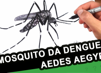 PREFEITURA IDENTIFICA O PRIMEIRO CASO DE DENGUE DESTE ANO EM FLORIANÓPOLIS