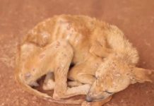 DEPUTADOS E SENADORES ESTUDAM AUMENTAR PENA PARA QUEM MALTRATAR ANIMAIS