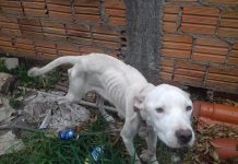 MAUS TRATOS: PREFEITURA DA CAPITAL RESGATA CADELA E SEIS FILHOTES