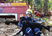 CÃES DOS BOMBEIROS DE SC TÊM RECONHECIMENTO INTERNACIONAL