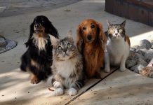 ESTATUTO DOS ANIMAIS JÁ TRAMITA NO CONGRESSO NACIONAL