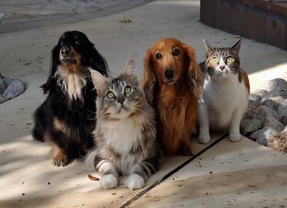 ESTATUTO DOS ANIMAIS JÁ TRAMITA NO CONGRESSO NACIONAL