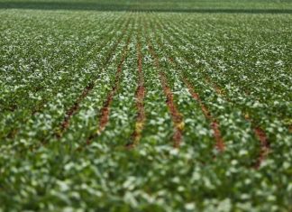 PROJETOS QUE COMBATE USO DE AGROTÓXICOS NOCIVOS Á SAÚDE TRAMITAM NA ALESC