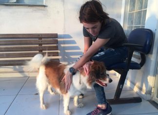 CÃES ABANDONADO NAS RUAS E RECOLHIDOS PELA PREFEITURA EM FLORIANÓPOLIS RECEBEM TRATAMENTOS DE “CELEBRIDADES”