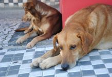 VIOLÊNCIA CONTRA ANIMAIS: POLÍCIA CIVIL ADOTA BOLETIM DE OCORRÊNCIA VIRTUAL