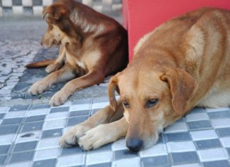 VIOLÊNCIA CONTRA ANIMAIS: POLÍCIA CIVIL ADOTA BOLETIM DE OCORRÊNCIA VIRTUAL