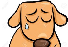 FLORIANÓPOLIS: PREFEITURA CONSTRÓI ABRIGO ESPECIAL PARA ANIMAIS MALTRATADOS E ABANDONADOS