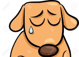 FLORIANÓPOLIS: PREFEITURA CONSTRÓI ABRIGO ESPECIAL PARA ANIMAIS MALTRATADOS E ABANDONADOS