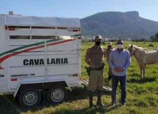 REGIMENTO DE CAVALARIA DA PM RECOLHE ANIMAIS ABANDONADOS NAS RUAS DE PALHOÇA