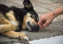 MAUS TRATOS AOS ANIMAIS: GOVERNADOR MOISÉS SANCIONA LEI QUE ENDURECE AS PENALIDADES