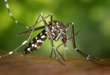 PREFEITURA DE PALHOÇA MONITORA E COMBATE FOCOS DE MOSQUITOS DA DENGUE