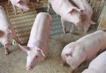 EXPORTAÇÕES DE CARNES SUÍNAS DE SC ALCANÇARAM EM ABRIL US$ 123,7 MILHÕES