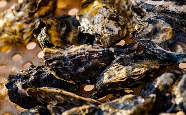 SECRETARIA ESTADUAL DA AGRICULTURA DECIDE PELA INTERDIÇÃO DE CULTIVO DE MOLUSCOS NA GRANDE FLORIANÓPOLIS