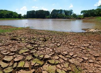 ESTIAGEM NO OESTE DE SC: MINISTRA DA AGRICULTURA E GOVERNADOR ESTARÃO AMANHÃ EM CHAPECÓ