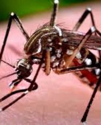 OPERAÇÃO “FIM DA PICADA” REFORÇA COMBATE À DENGUE EM FLORIANÓPOLIS