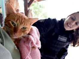 AÇÕES DO BEM: DETENTOS DO PRESÍDIO DE TIJUCAS FABRICAM MANTAS PARA AGASALHAR ANIMAIS