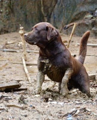 AÇÃO HUMANITÁRIA: BOMBEIROS MILITARES DE SC VÃO REFORÇAR SOCORRO ÀS VITIMAS DE CHUVAS EM PERNAMBUCO
