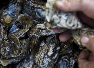 INTERDIÇÃO PARCIAL: CULTIVO DE MOLUSCOS ESTÁ PROIBIDO EM ÁREA DE FLORIANÓPOLIS