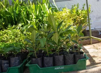 SÃO JOSÉ COMEMORA ABERTURA DA PRIMAVERA E DIA DA ÁRVORE