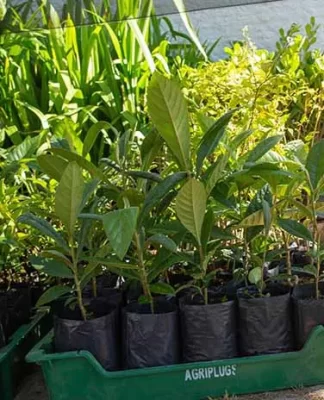 SÃO JOSÉ COMEMORA ABERTURA DA PRIMAVERA E DIA DA ÁRVORE