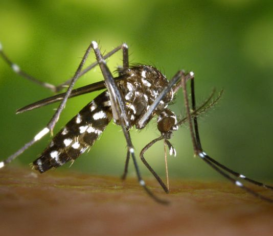 AUMENTO DE CASOS: PALHOÇA INTENSIFICA AÇÕES DE PREVENÇÃO E COMBATE À DENGUEdengue