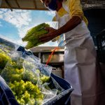 SC: PRODUTORES RURAIS ENFRENTAM DIFICULDADES TÉCNICAS PARA EMISSÃO DA NOTA FISCAL ELETRÔNICA