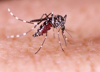 DENGUE: IRRESPONSABILIDADE DE MORADORES DE SÃO JOSÉ PROÍBE INSPEÇÕES SANITÁRIAS EM SEUS IMÓVEIS