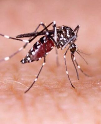 DENGUE: IRRESPONSABILIDADE DE MORADORES DE SÃO JOSÉ PROÍBE INSPEÇÕES SANITÁRIAS EM SEUS IMÓVEIS