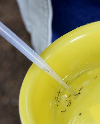 QUATRO MORTES: GOVERNO DO ESTADO LIBERA RECURSOS EMERGENCIAIS DE COMBATE À DENGUE