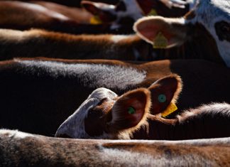 TÍTULO MUNDIAL>SANTA CATARINA COMEMORA 16 ANOS COMO ÁREA LIVRE DA FEBRE AFTOSA