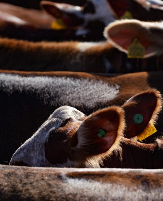 TÍTULO MUNDIAL>SANTA CATARINA COMEMORA 16 ANOS COMO ÁREA LIVRE DA FEBRE AFTOSA