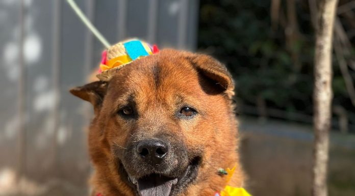 MAIS DE 200 ANIMAIS DE ESTIMAÇÃO PARTICIPAM DO “ARRAIÁ DA ADOÇÃO” EM FLORIANÓPOLIS