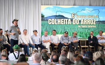 SAFRA EM MASSARANDUBA: SANTA CATARINA É O SEGUNDO PRODUTOR NACIONAL DE ARROZ