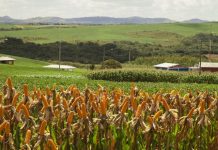PRODUTIVIDADE RURAL: GOVERNADOR JORGINHO MELLO LANÇA NOVA EDIÇÃO DO PROGRAMA TERRA BOA